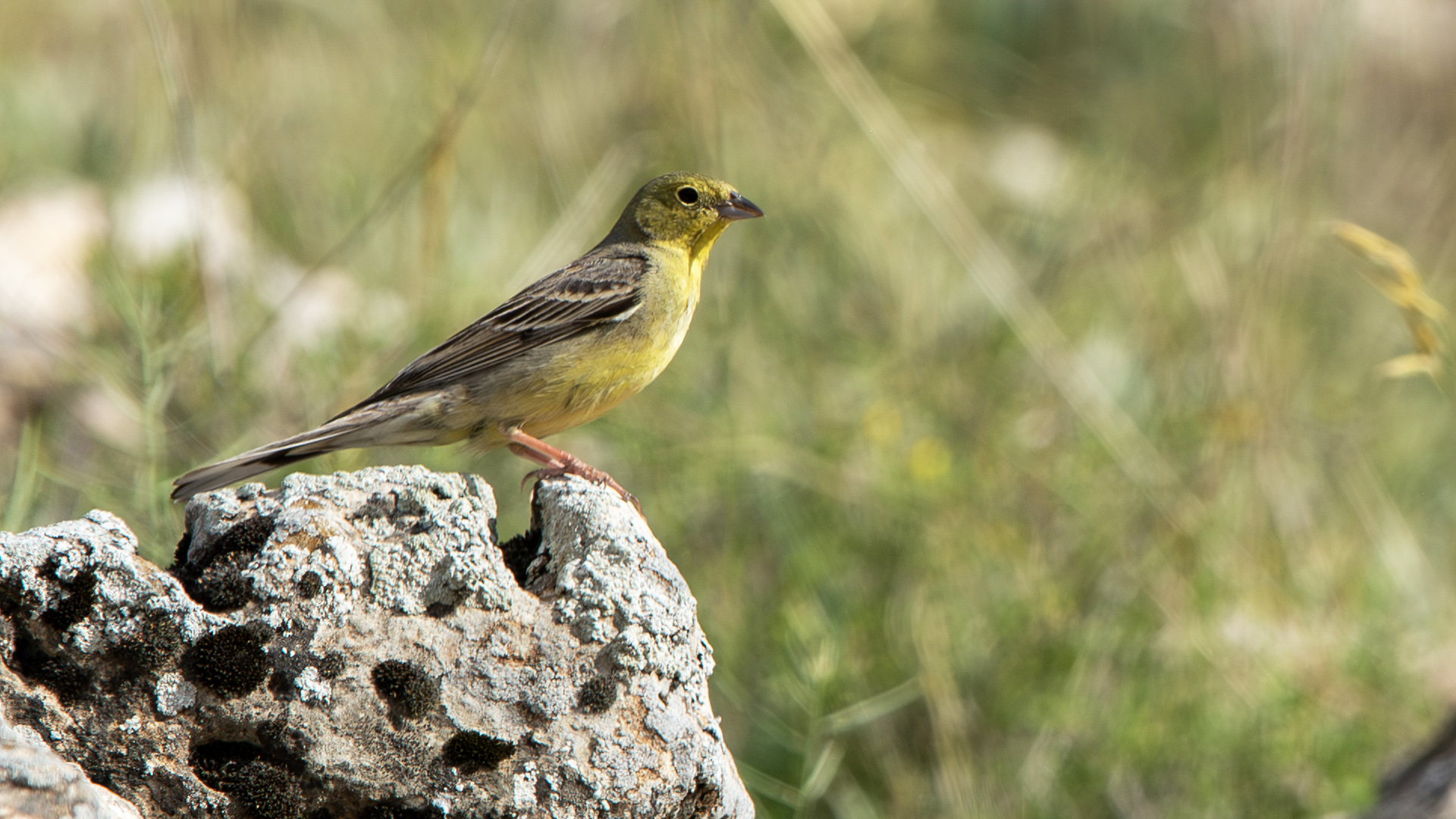 Cinereous Bunting